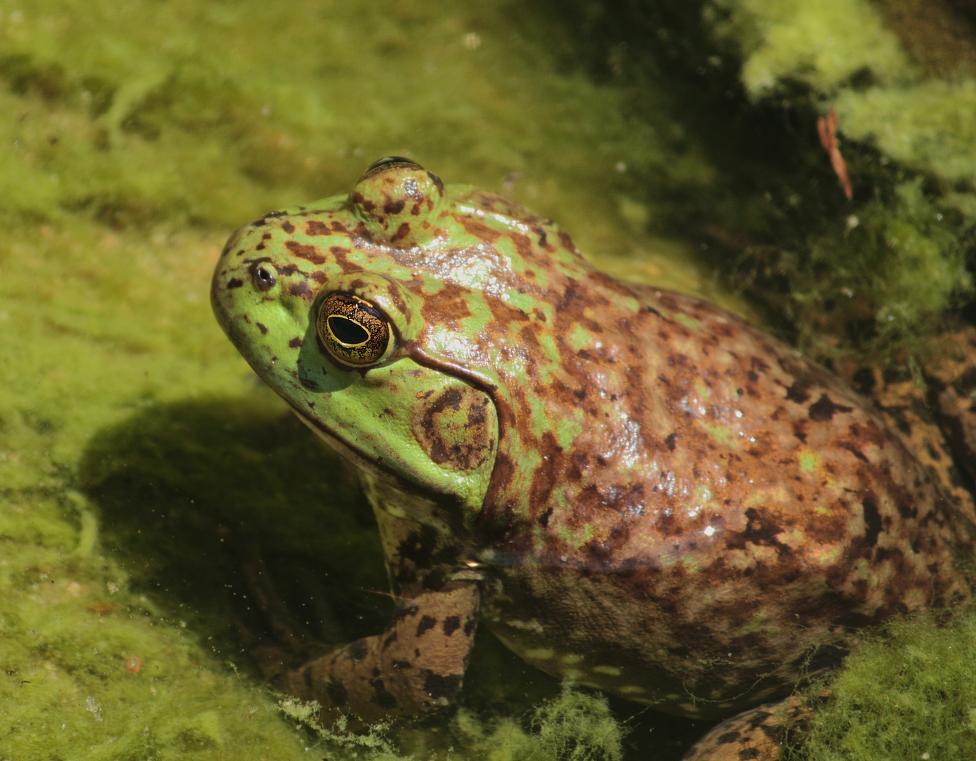 zauberhafte Augen