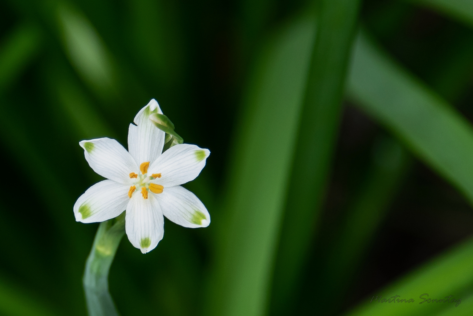 Zauberhafte Blüte 