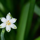 Zauberhafte Blüte 