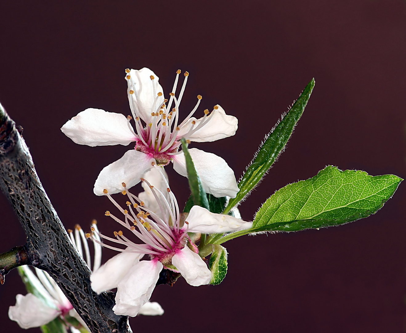 zauberhafte Blüten