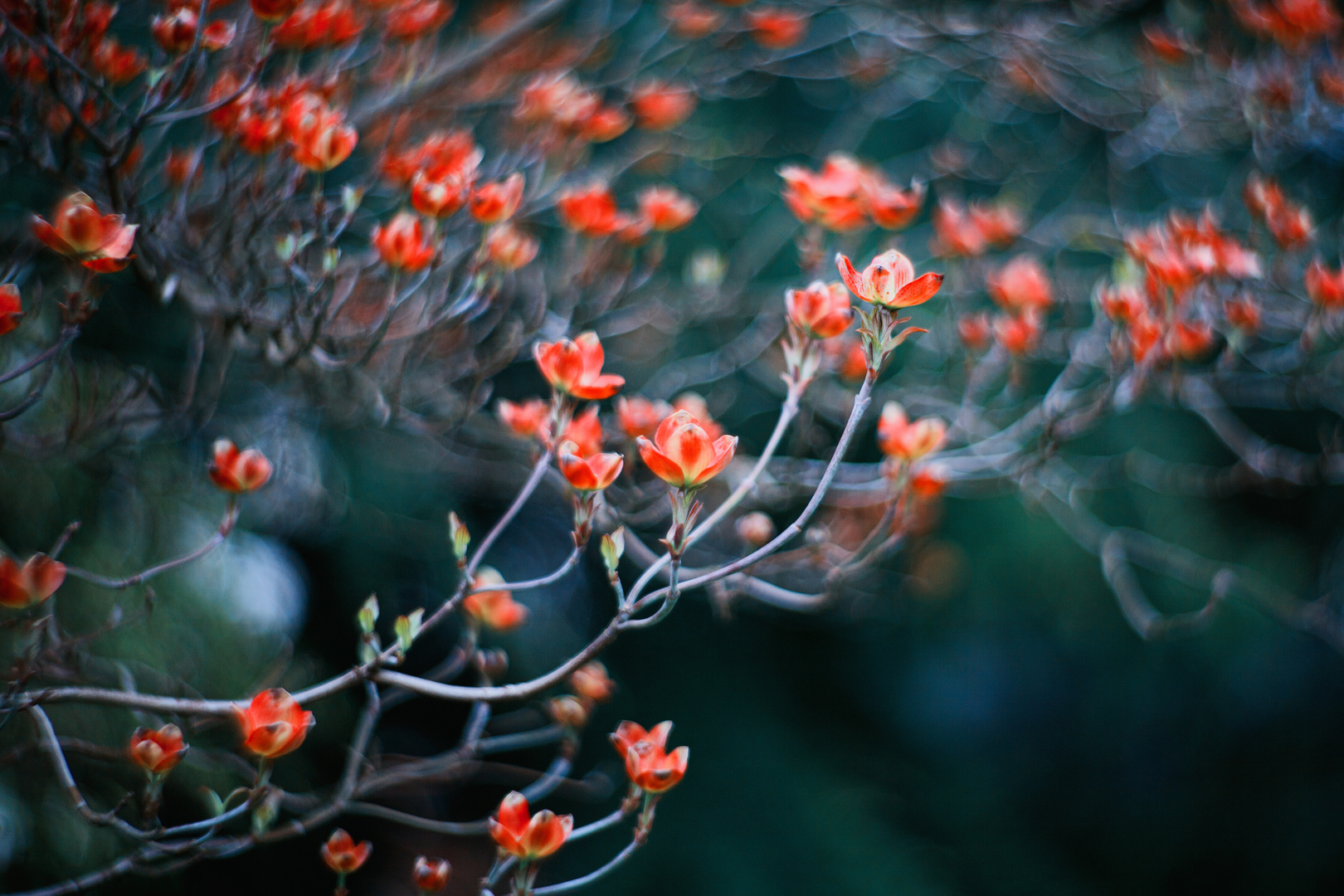 zauberhafte Blüten