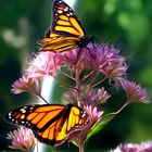 Zauberhafte Blumen mit Besuch