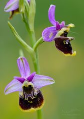 Zauberhafte Blumenschönheit