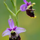 Zauberhafte Blumenschönheit