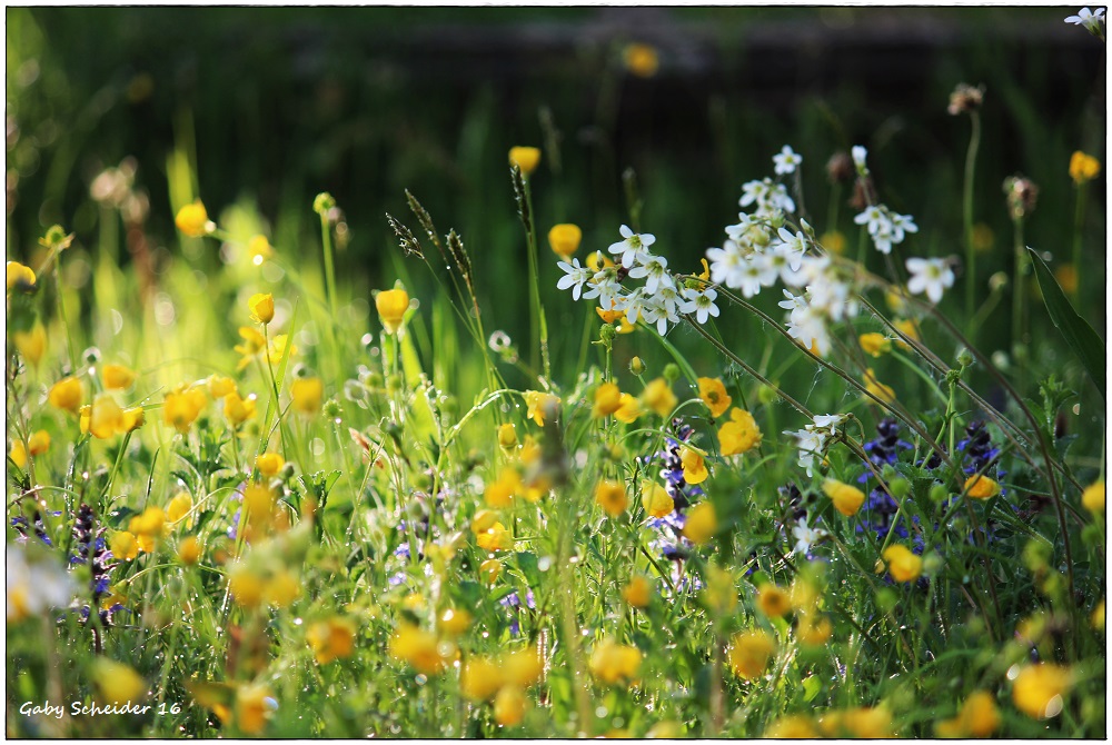 Zauberhafte Blumenwiese nach dem Regen