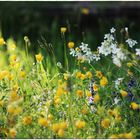 Zauberhafte Blumenwiese nach dem Regen