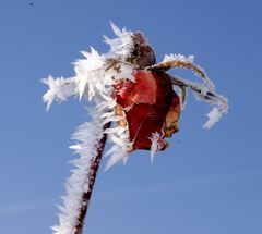 zauberhafte Eiskristalle