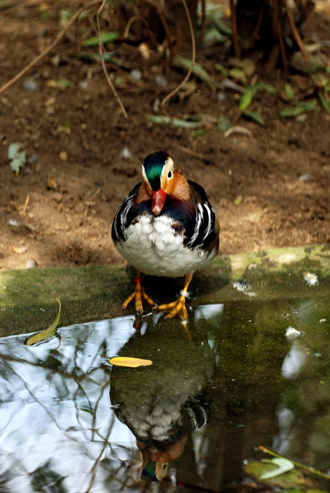 Zauberhafte ente