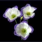 zauberhafte Eustoma Lisianthus Blüten