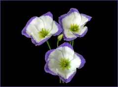 zauberhafte Eustoma Lisianthus Blüten