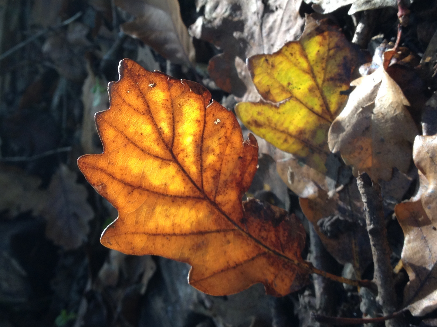 Zauberhafte Farben