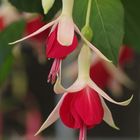 ...zauberhafte Fuchsie....