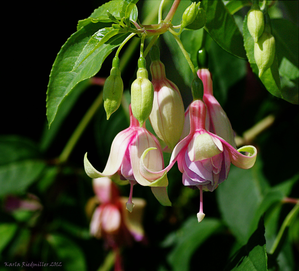 ... zauberhafte Fuchsien ....