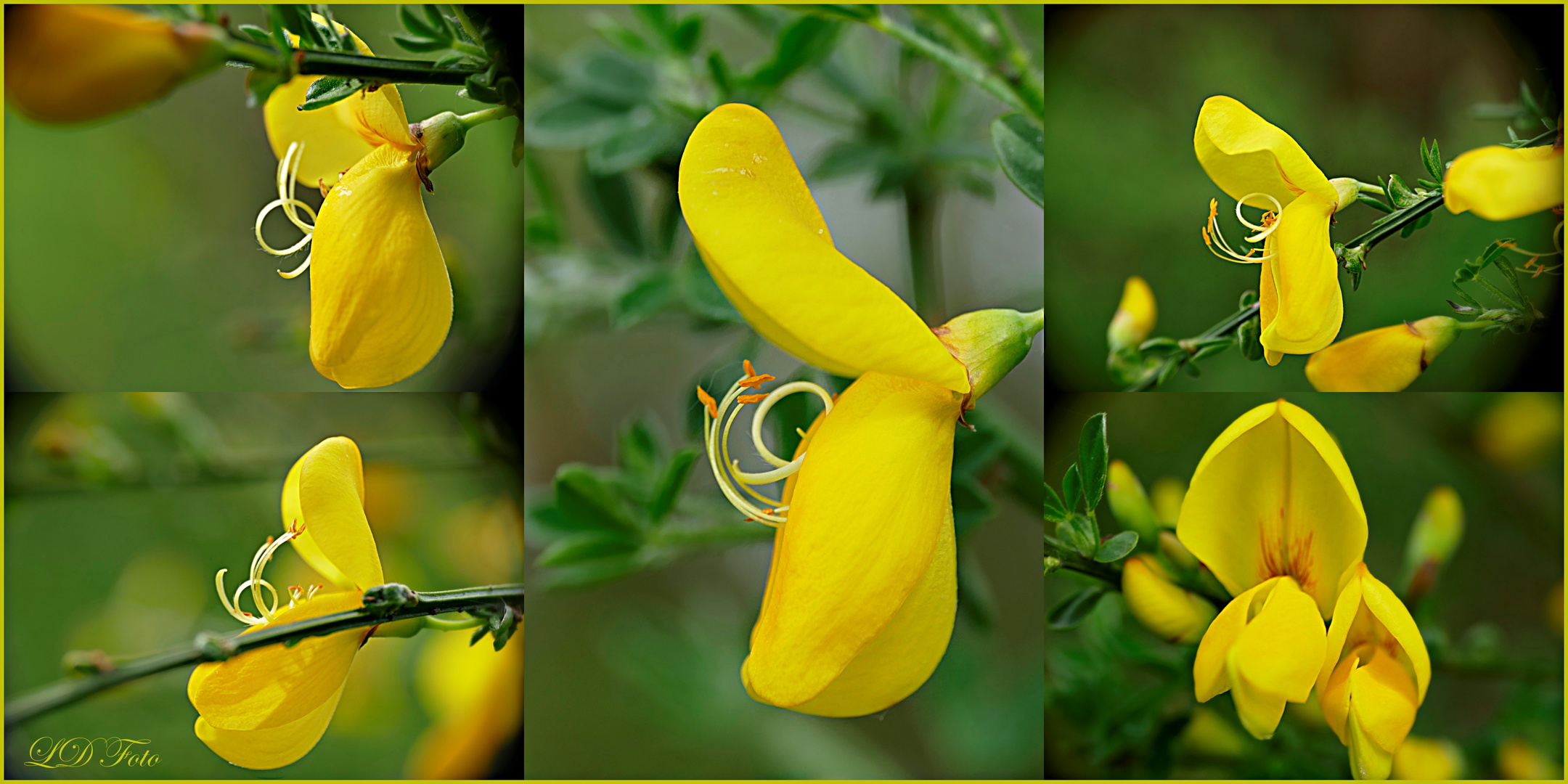 zauberhafte Ginsterlüten