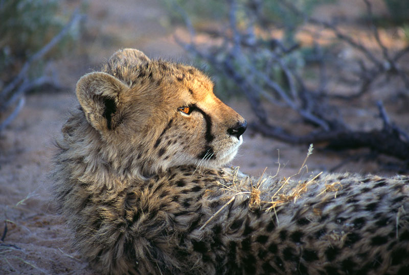 Zauberhafte Kalahari