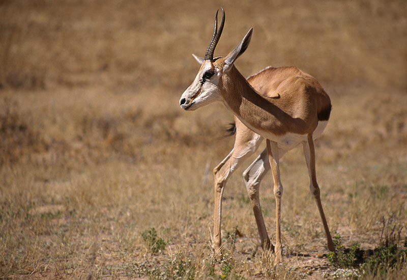 Zauberhafte Kalahari II