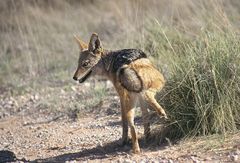 Zauberhafte Kalahari IV