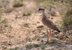 Zauberhafte Kalahari VI