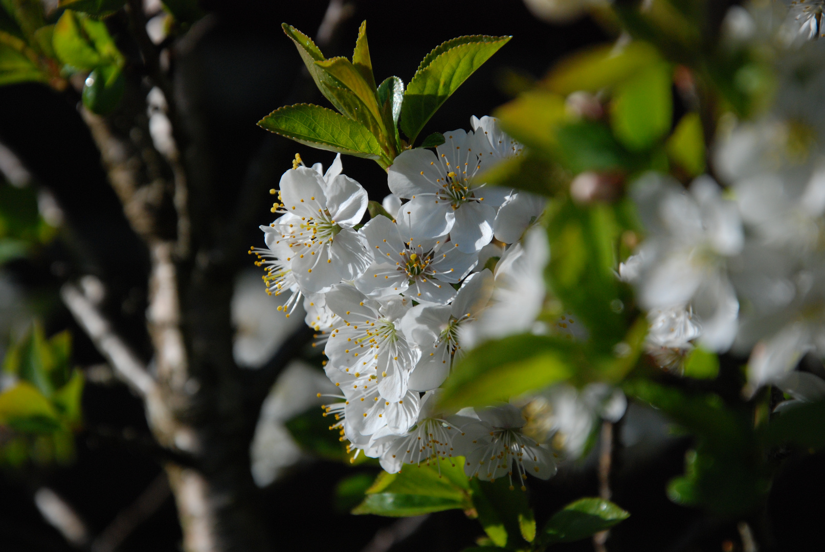 Zauberhafte Kirschblüte