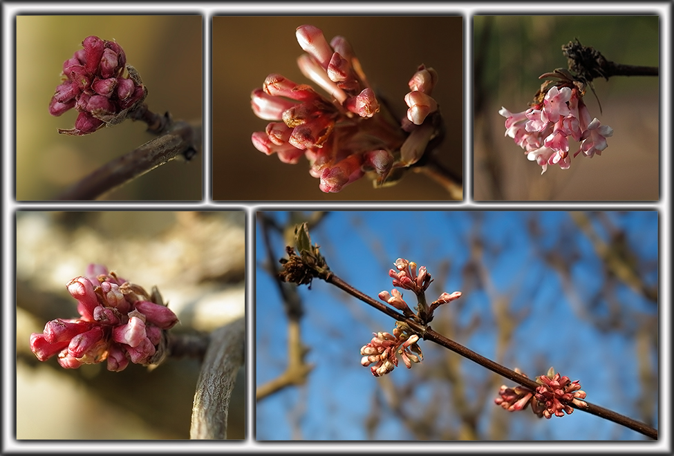 zauberhafte kleine Blüten