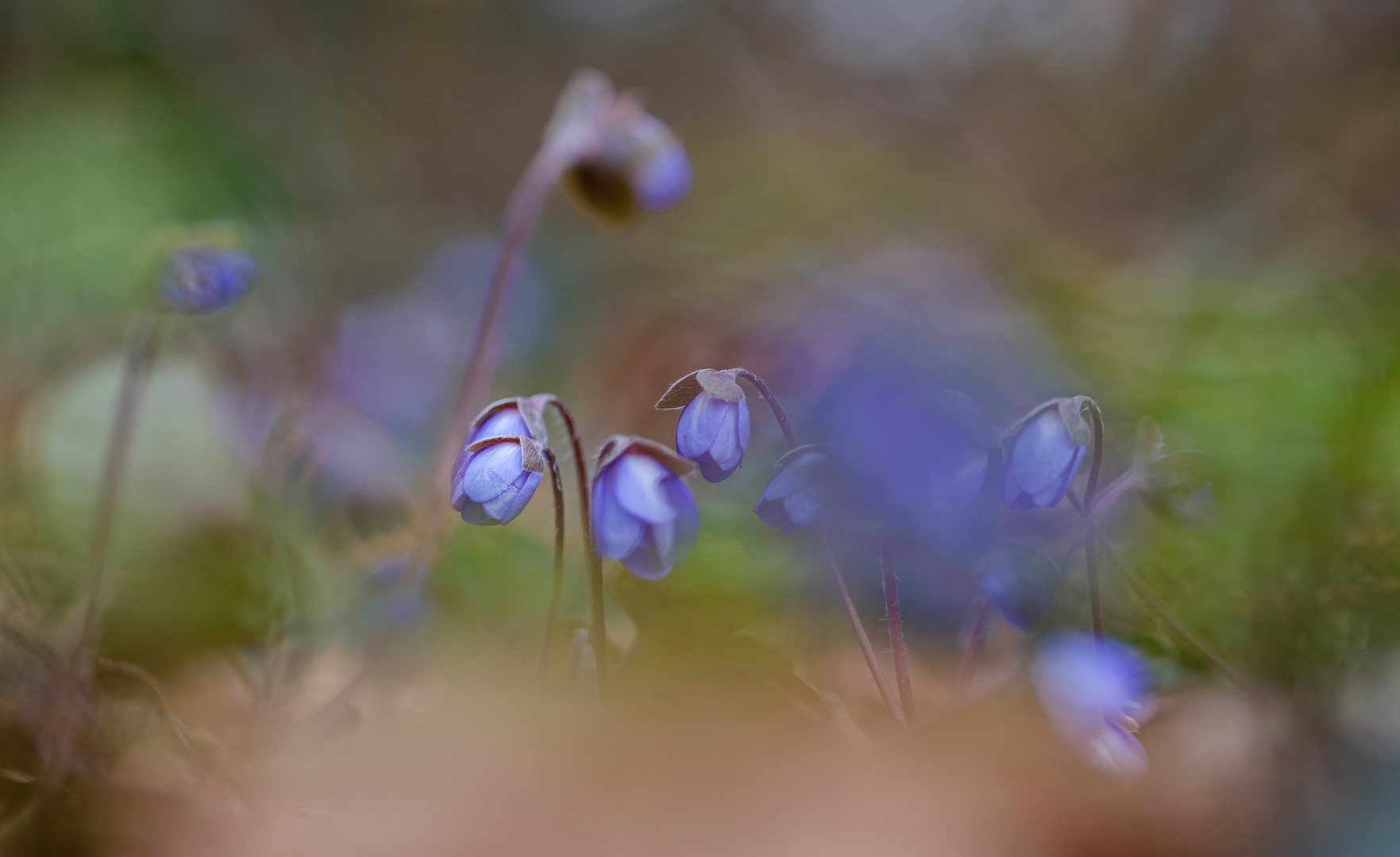 Zauberhafte Leberblümchen 2