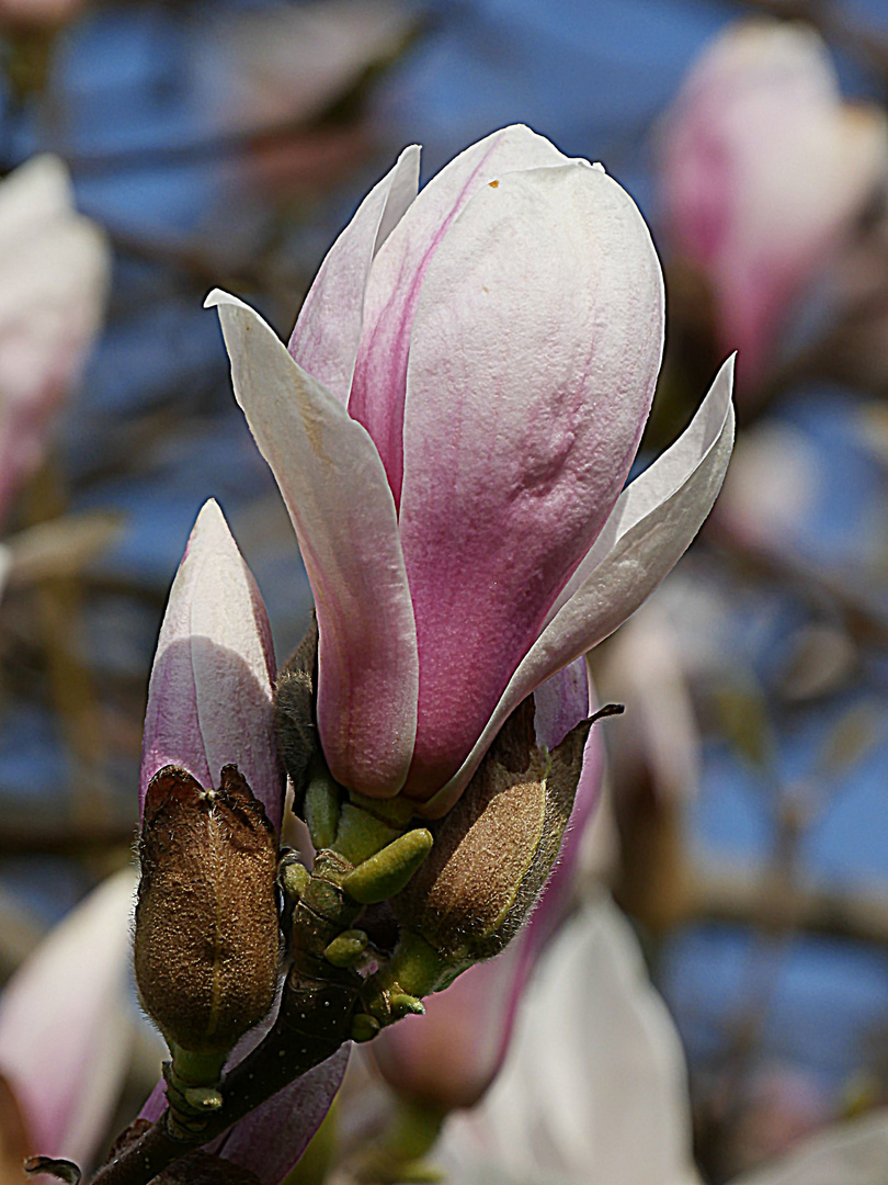 Zauberhafte Magnolie im warmen Sonnenlicht.