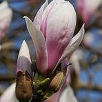 Zauberhafte Magnolie im warmen Sonnenlicht.