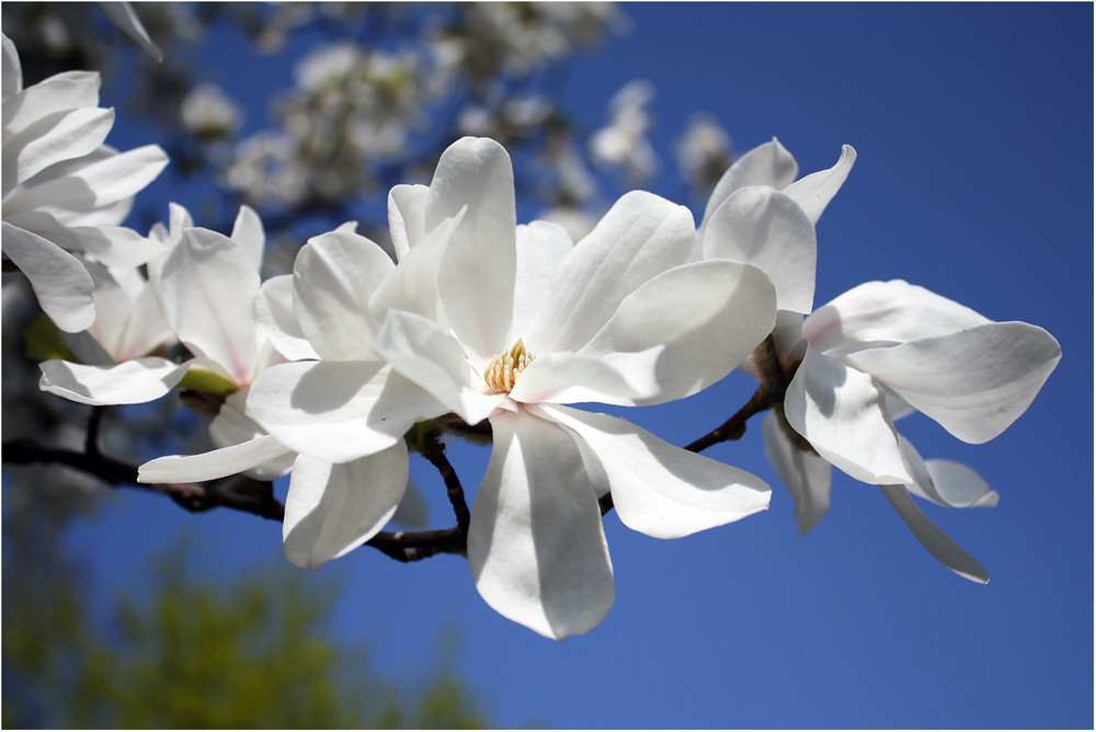 Zauberhafte Magnolien