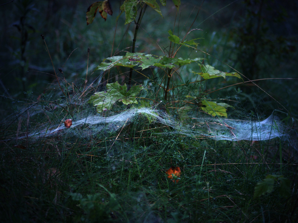 Zauberhafte Natur