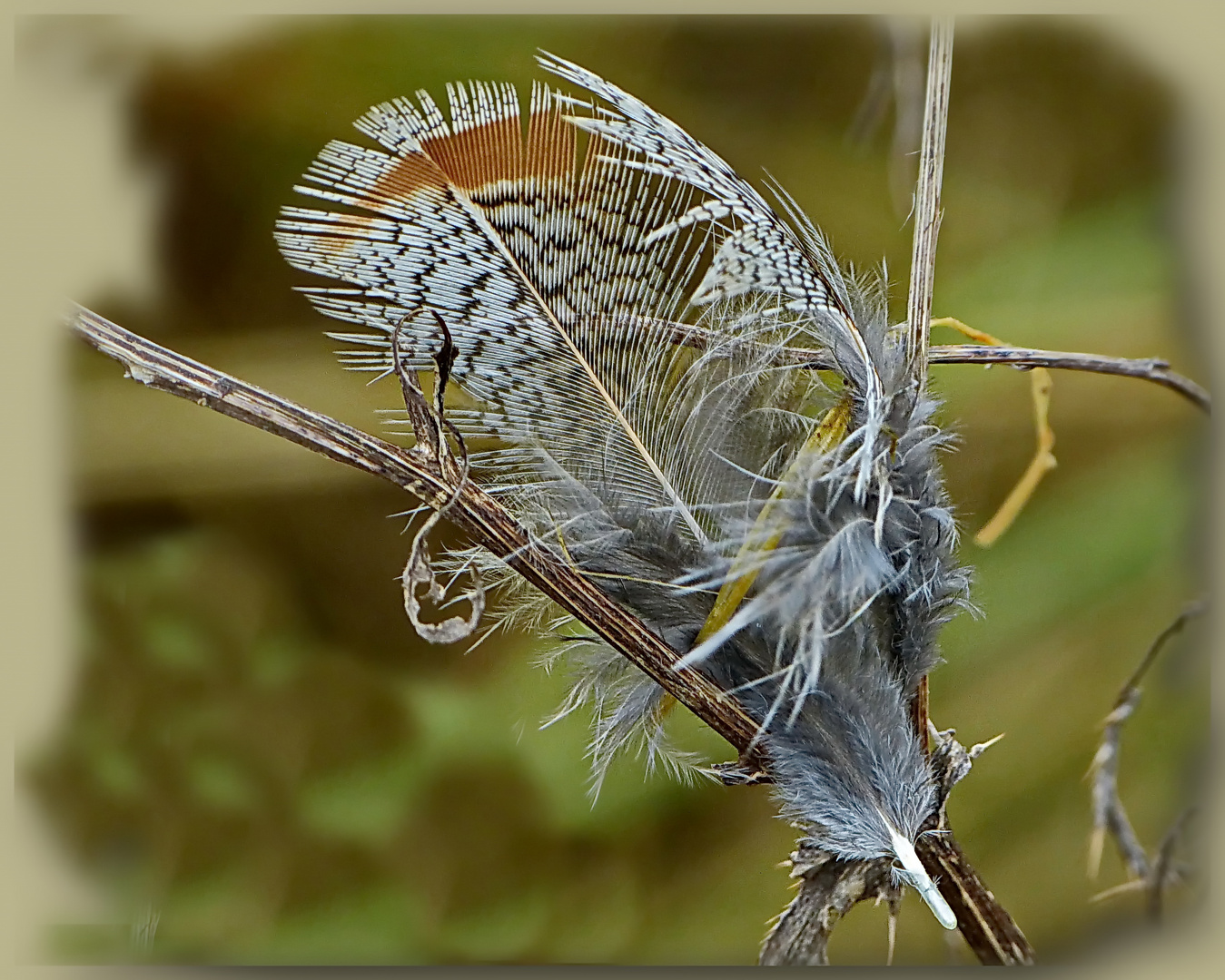 Zauberhafte    Naturmotive