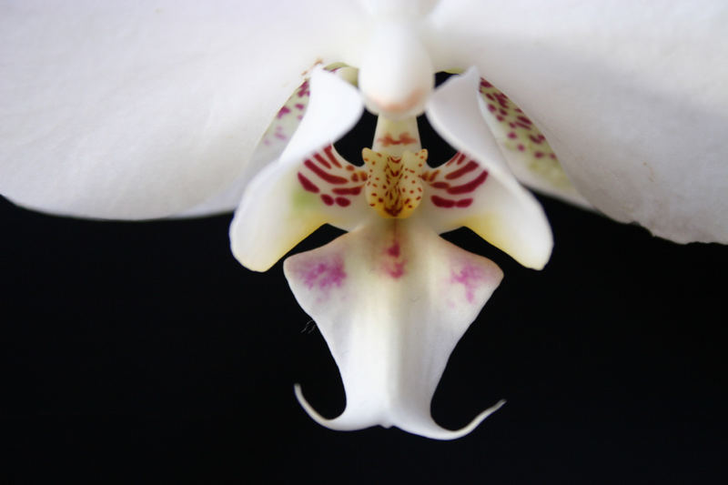 Zauberhafte Orchidee