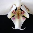 Zauberhafte Orchidee