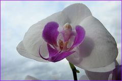 Zauberhafte Phalaenopsis