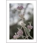 Zauberhafte Phlomis