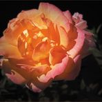 zauberhafte Rose