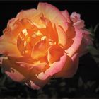 zauberhafte Rose