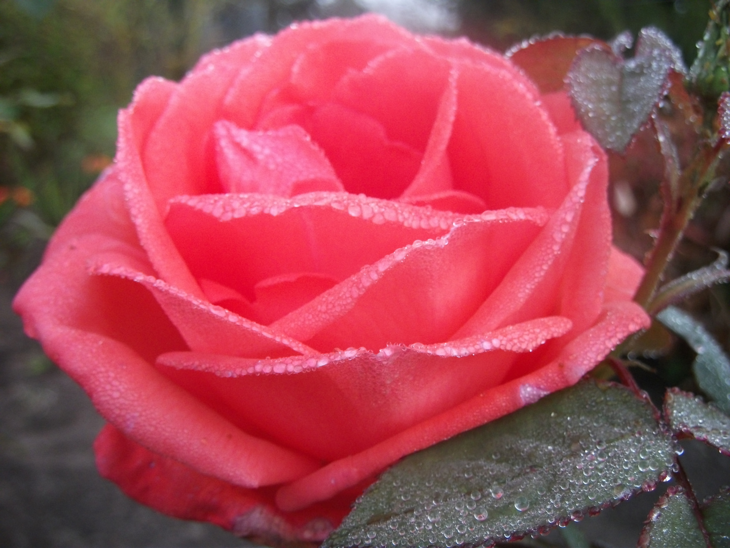 Zauberhafte Rose