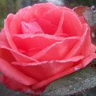 Zauberhafte Rose