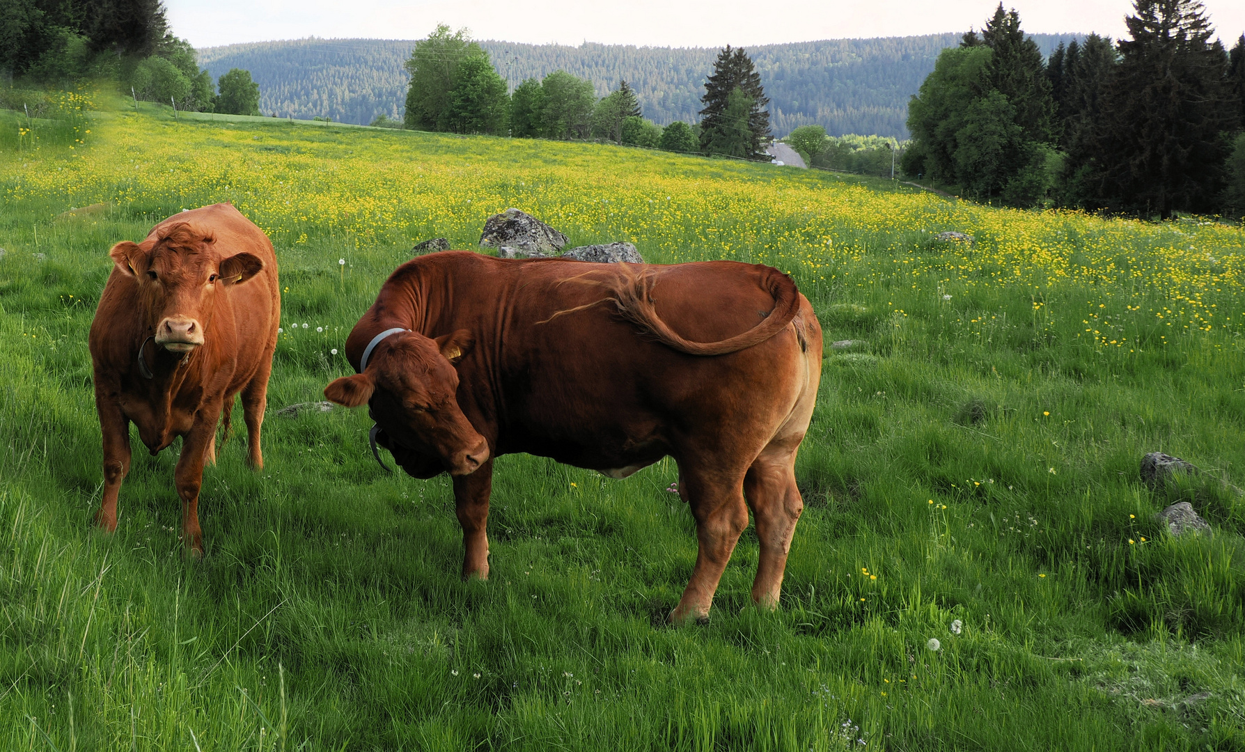 Zauberhafte Schwarzwald Kühe …