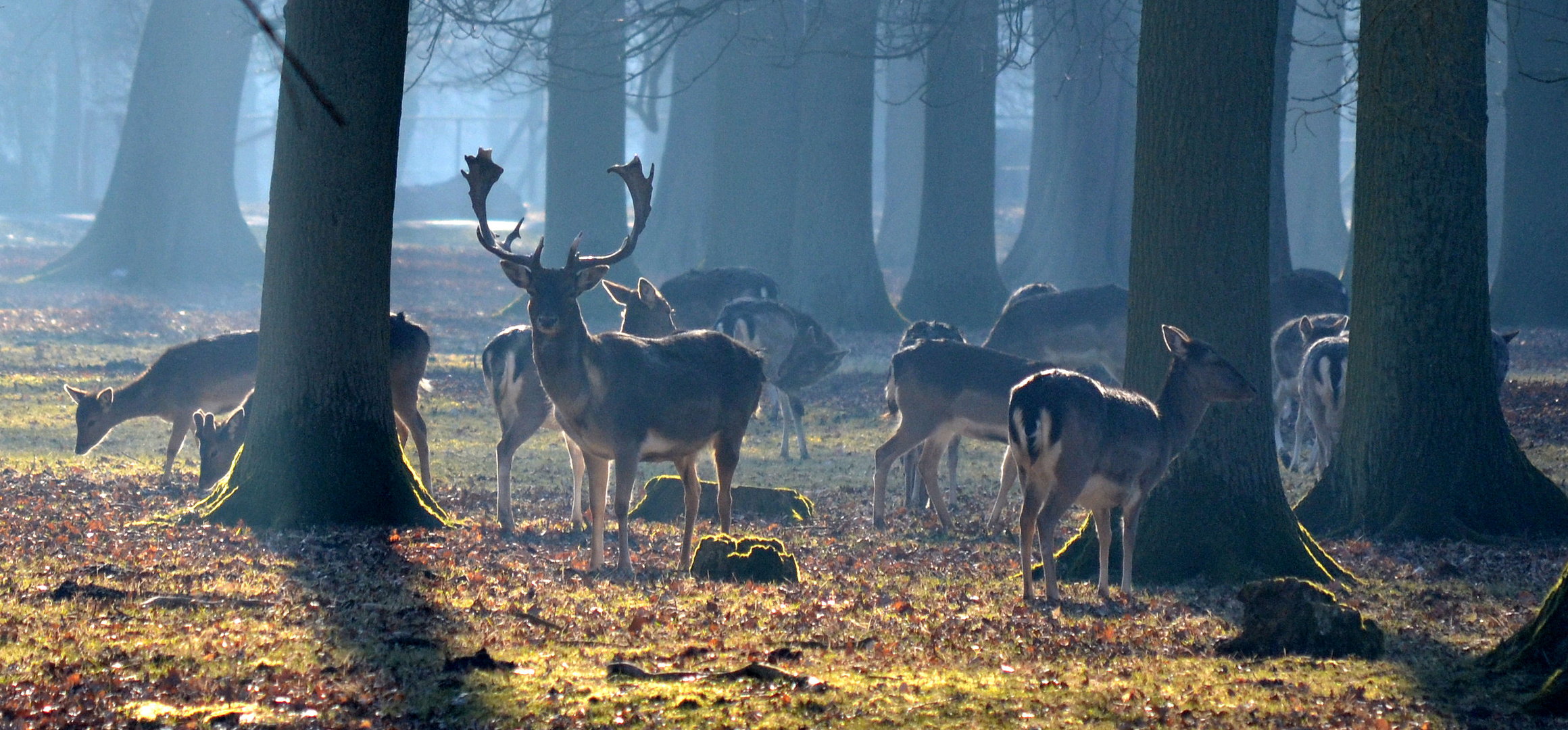 Zauberhafte Stimmung