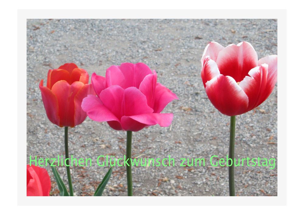 Zauberhafte Tulpen