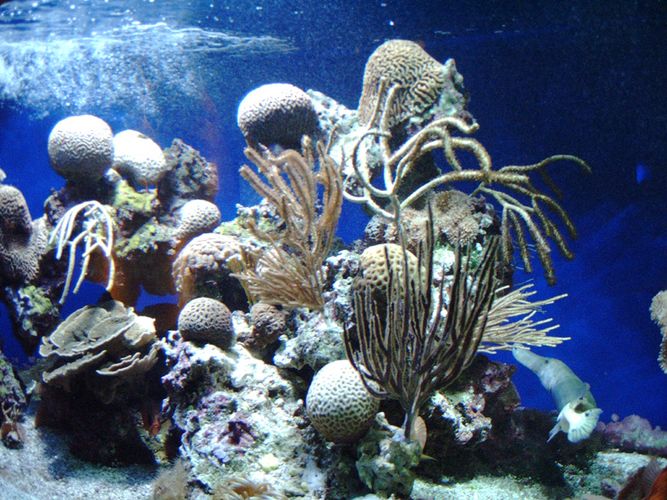 Zauberhafte Unterwasserwelt by Petra Br