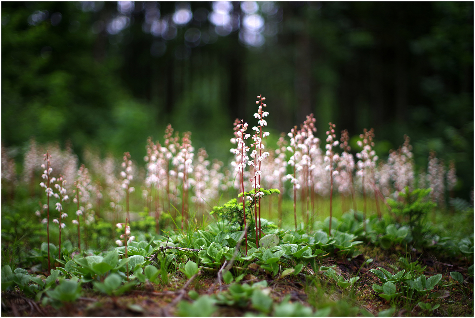 Zauberhafte Waldlichtung