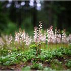 Zauberhafte Waldlichtung