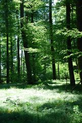 Zauberhafte Waldlichtung als Feentanzplatz