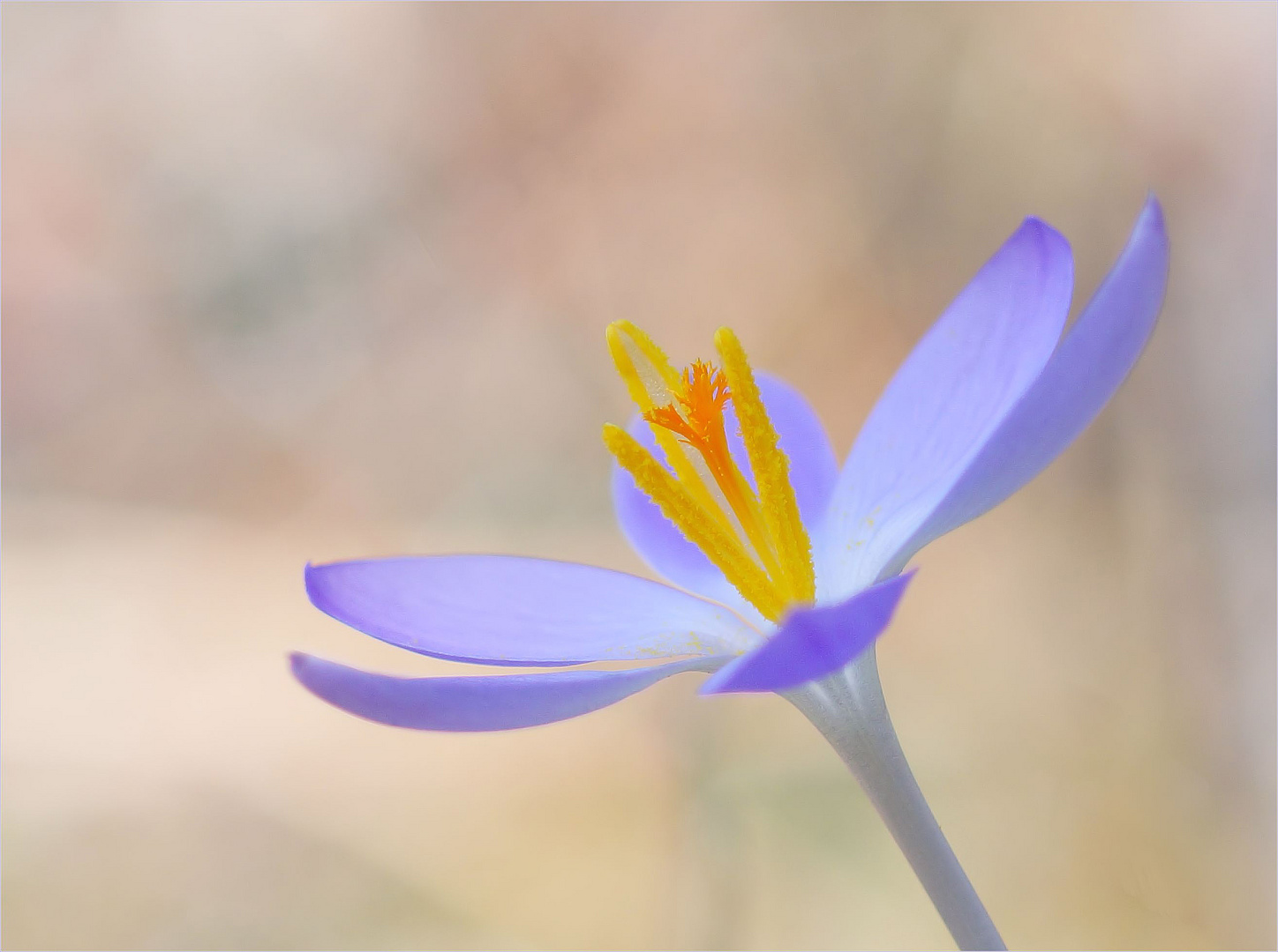 Zauberhafte Welt der Krokusse