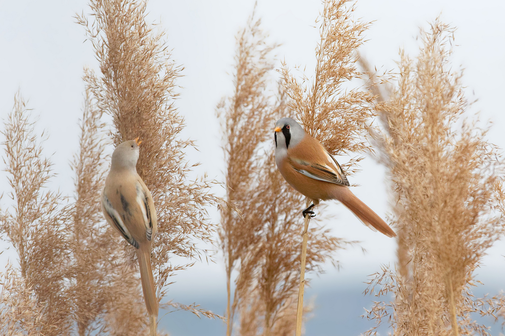 Zauberhafte Wesen... gemeinsames Frühstück bei den Bartmeisen (Panurus biarmicus) 