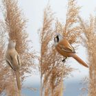 Zauberhafte Wesen... gemeinsames Frühstück bei den Bartmeisen (Panurus biarmicus) 