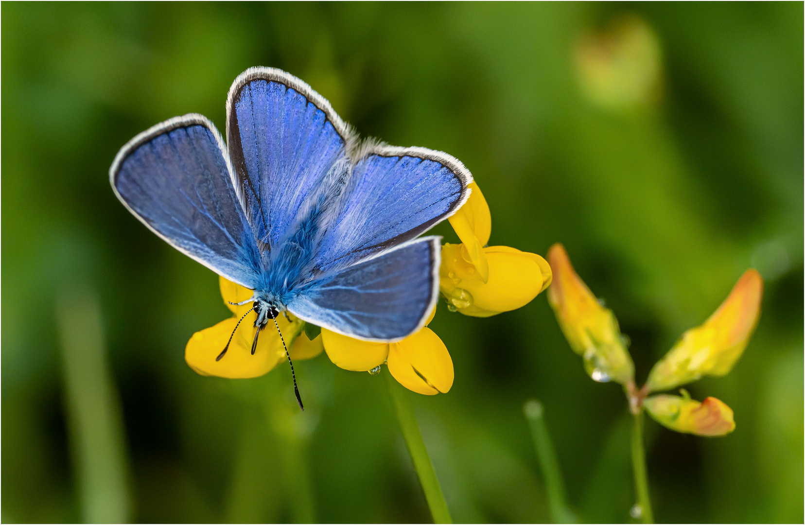 Zauberhafte Wiesenbewohner