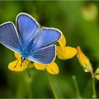 Zauberhafte Wiesenbewohner